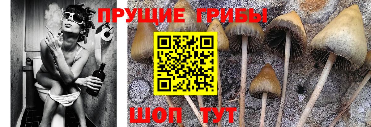 Псилоцибиновые грибы мицелий  где купить наркоту  Лениногорск  Вход с VPN  Галлюциногенные грибы прущие грибы 